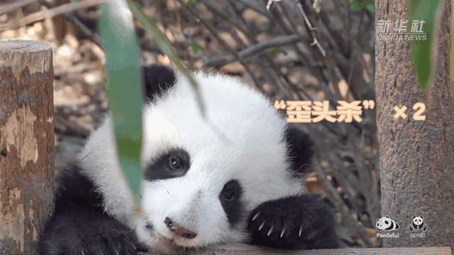請(qǐng)注意，前方有滾滾發(fā)起近距離“歪頭殺”
