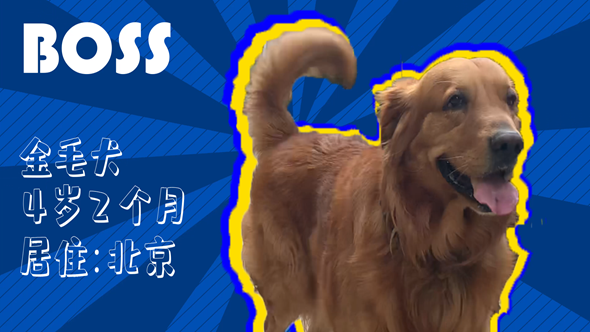 有效拴繩&科學(xué)遛狗——如何文明養(yǎng)犬？“撿屎官”們快看過來！