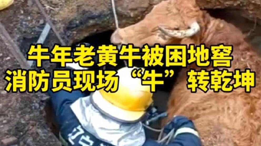 牛年老黃牛被困地窖，消防員現(xiàn)場“牛”轉(zhuǎn)乾坤！