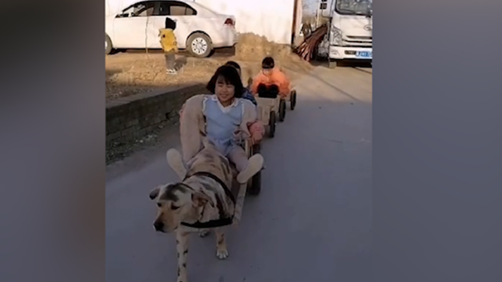 男子給孩子做縮小版小火車，家里的狗狗做動力拉著孩子上學(xué)