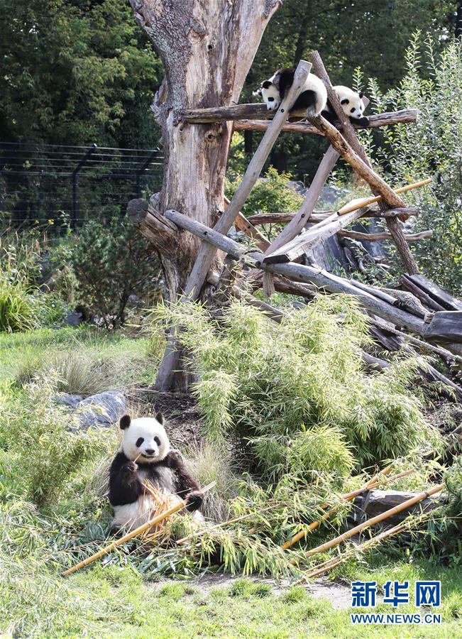 （國際）（5）德國柏林動(dòng)物園為大熊貓雙胞胎慶生